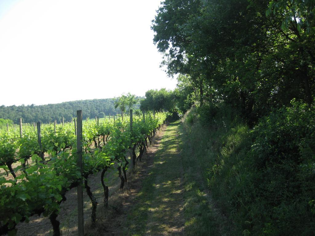 Agriturismo Campagnoletto Cavriana Pokój zdjęcie